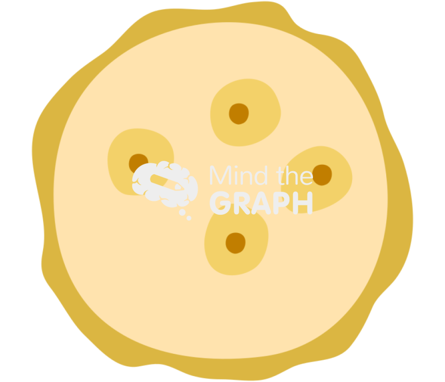 Entamoeba histolytica mature cyst Icons, Symbols, Pictures, and Images