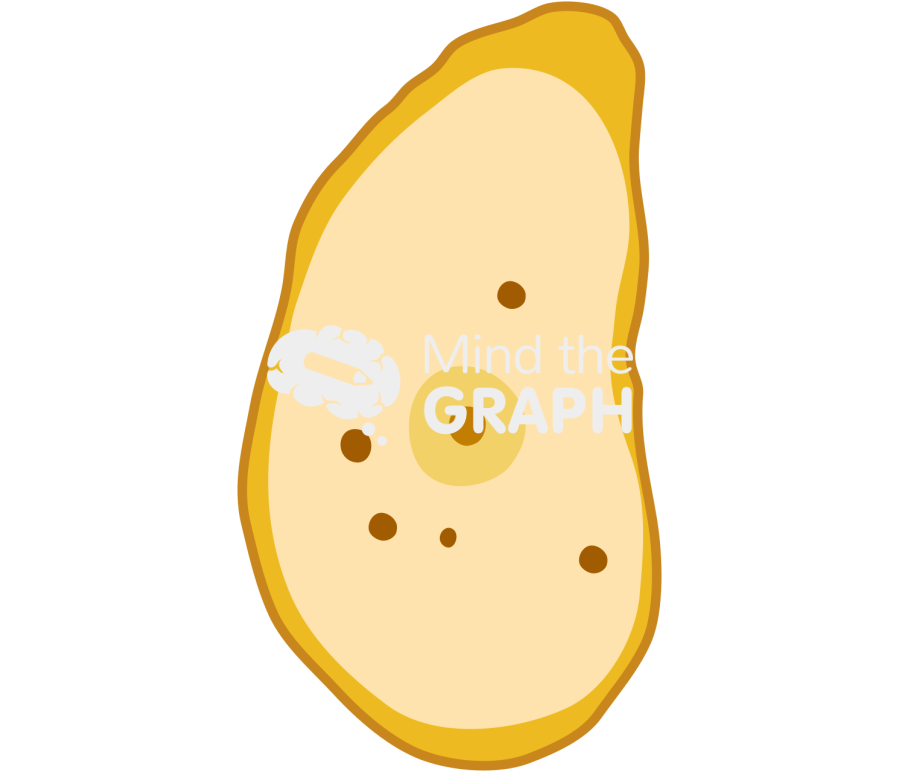 Entamoeba histolytica trophozoite Icons, Symbols, Pictures, and Images
