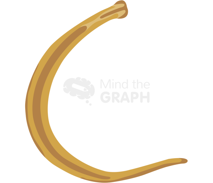 Enterobius vermicularis female Icons, Symbols, Pictures, and Images