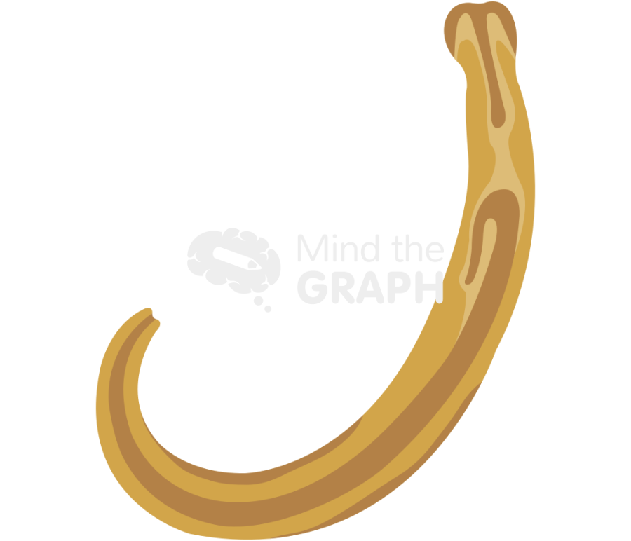 Enterobius vermicularis male Icons, Symbols, Pictures, and Images