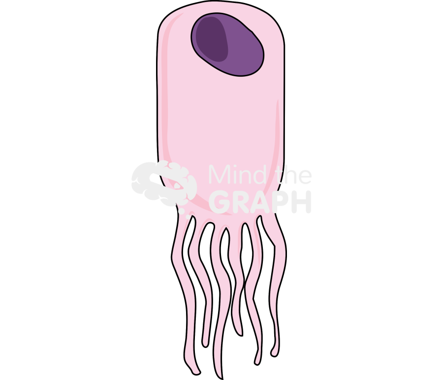 Ependymal cell Icons, Symbols, Pictures, and Images