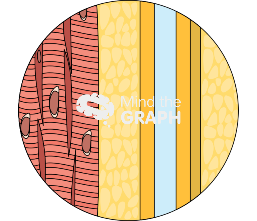 Epicardial adipose tissue zoom Icons, Symbols, Pictures, and Images