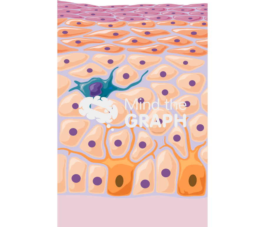 Epidermis Icons, Symbols, Pictures, and Images