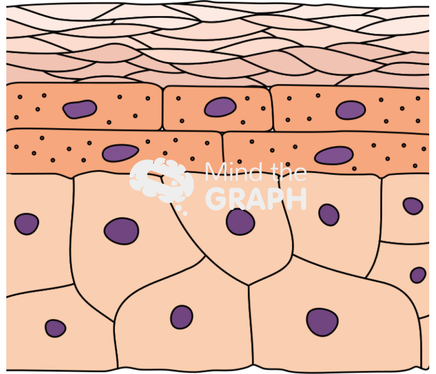 Epidermis 2 Icons, Symbols, Pictures, and Images