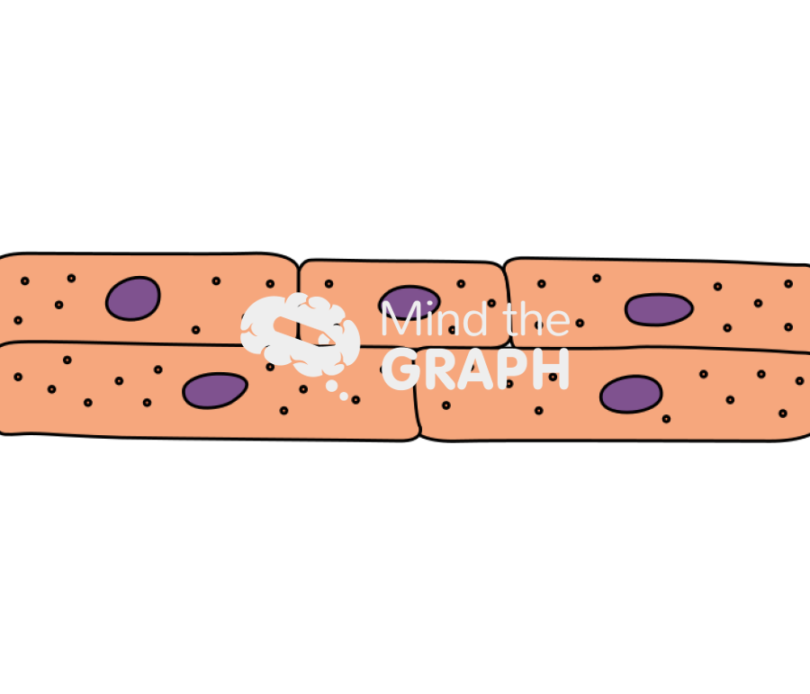 Epidermis granular cell Icons, Symbols, Pictures, and Images