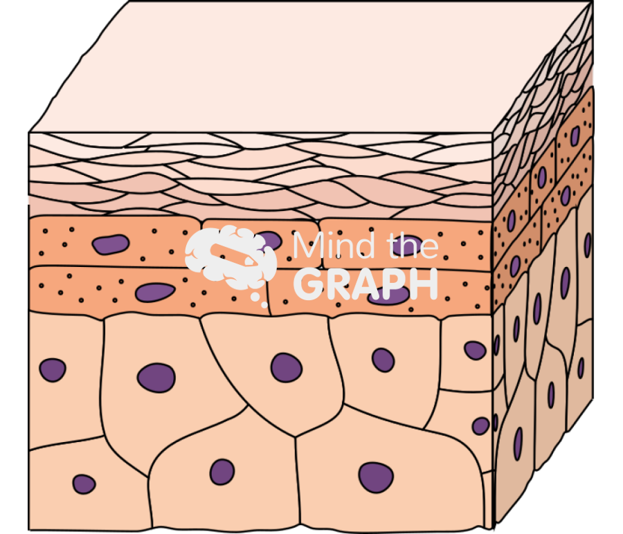 Epidermis perspective Icons, Symbols, Pictures, and Images