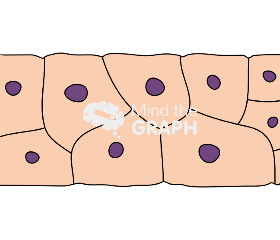 Epidermis spinous cell Icons, Symbols, Pictures, and Images