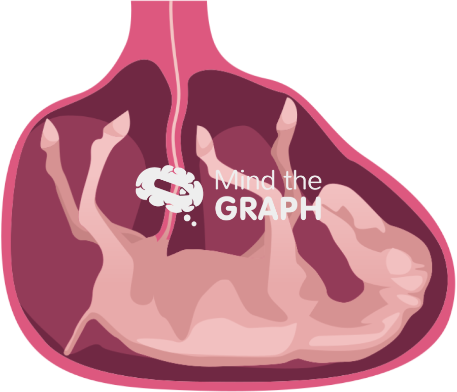 Equine fetus utero Icons, Symbols, Pictures, and Images