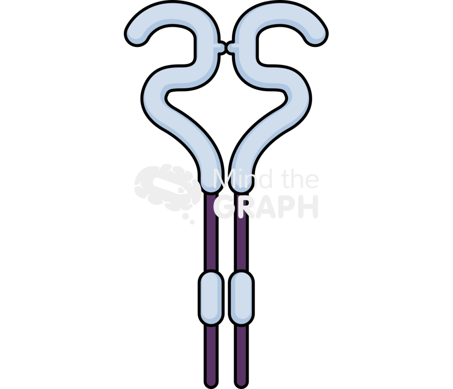 Erbb2 receptor Icons, Symbols, Pictures, and Images