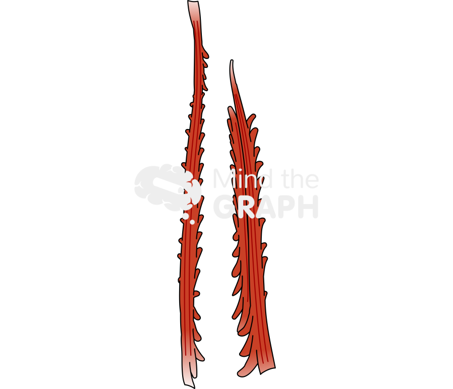 Erector spinae muscles Icons, Symbols, Pictures, and Images