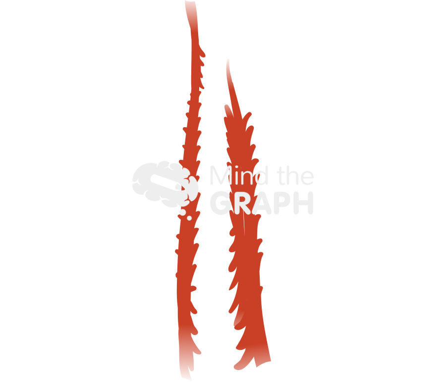 Erector spinae muscles Icons, Symbols, Pictures, and Images