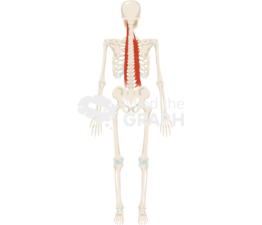Erector spinae muscles skeleton full Icons, Symbols, Pictures, and Images