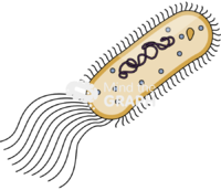 Escherichia coli bacteria structure Icons, Symbols, Pictures, and Images