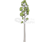 Eucalyptus viminallis Icons, Symbols, Pictures, and Images