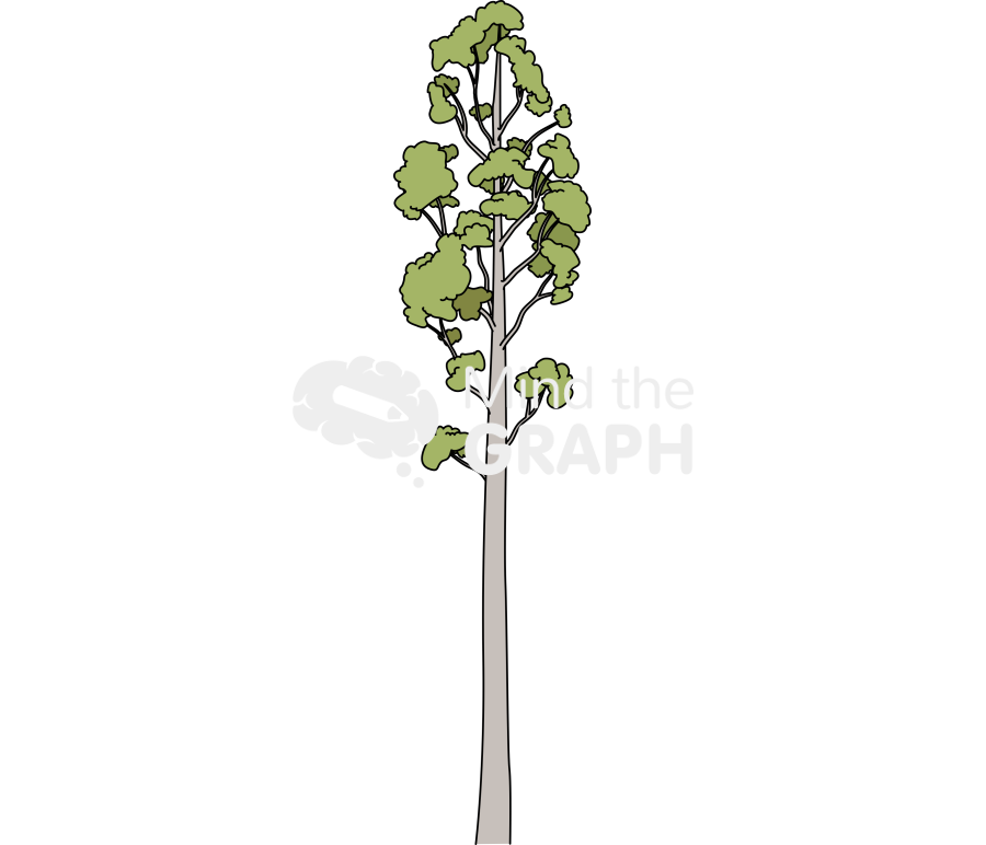 Eucalyptus viminallis Icons, Symbols, Pictures, and Images