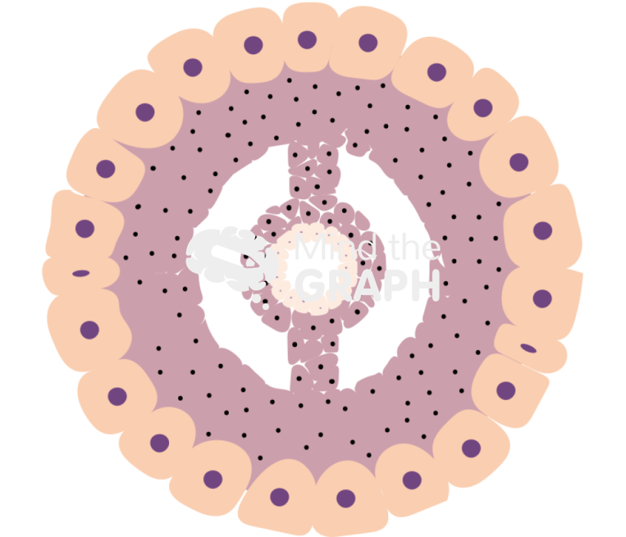 Eucoelomate coelom Icons, Symbols, Pictures, and Images