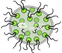 Eudorina chlorophyta Icons, Symbols, Pictures, and Images