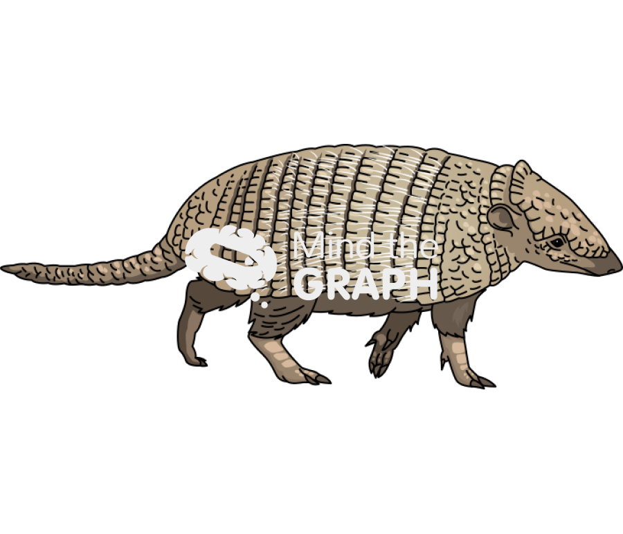 Euphractus sexcinctus six banded armadillo lateral Icons, Symbols, Pictures, and Images