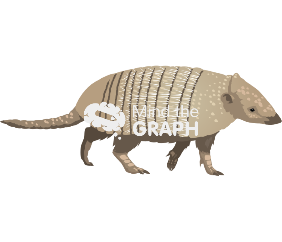 Euphractus sexcinctus six banded armadillo lateral Icons, Symbols, Pictures, and Images