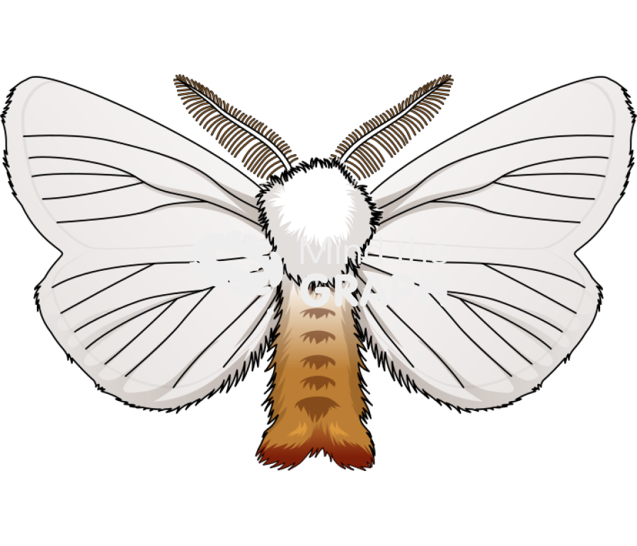 Euproctis chrysorrhoea adult anatomic dorsal Icons, Symbols, Pictures, and Images