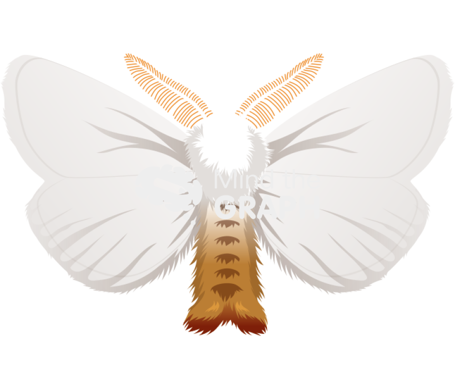 Euproctis chrysorrhoea adult anatomic dorsal Icons, Symbols, Pictures, and Images