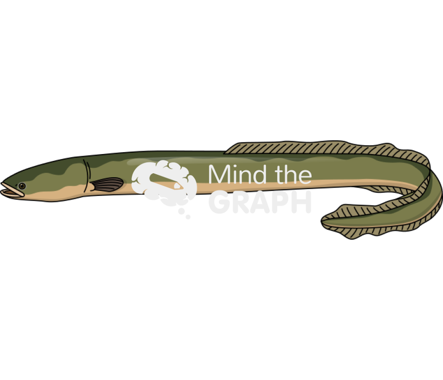 European eel anguilla anguilla lateral Icons, Symbols, Pictures, and Images