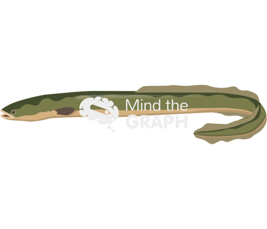 European eel anguilla anguilla lateral Icons, Symbols, Pictures, and Images