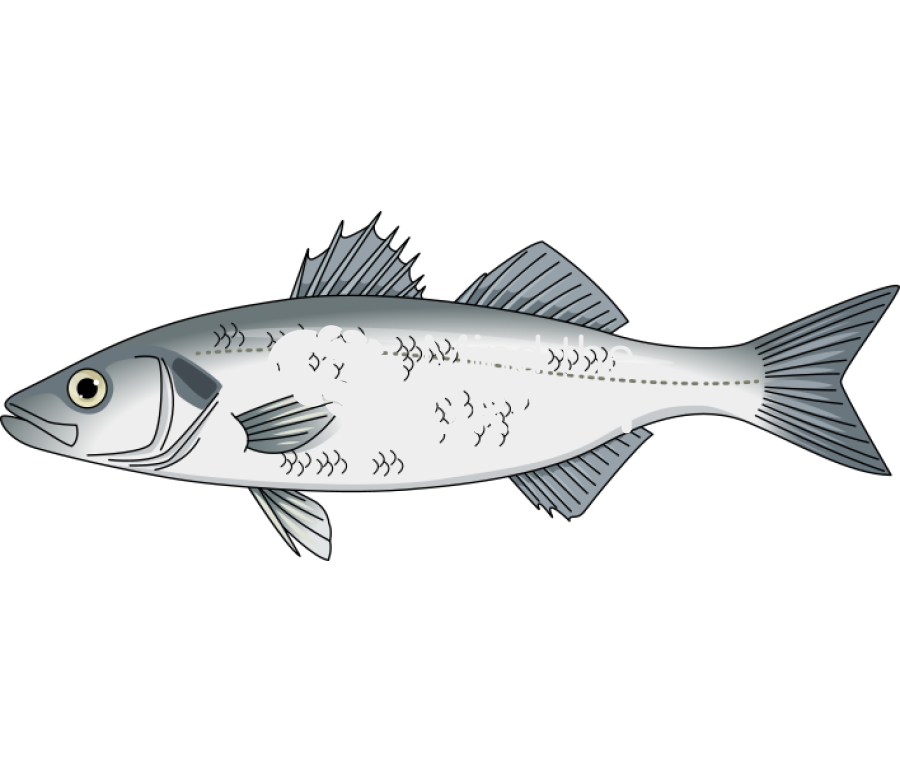 European seabass dicentrarchus labrax lateral Icons, Symbols, Pictures, and Images