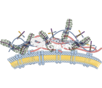 Extracellular matrix Icons, Symbols, Pictures, and Images