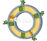 Extracellular vesicle Icons, Symbols, Pictures, and Images