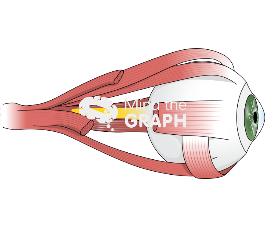 Eye globe side Icons, Symbols, Pictures, and Images