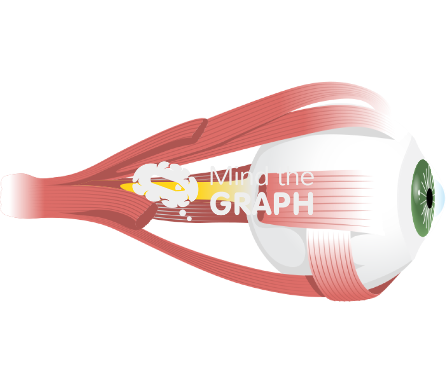 Eye globe side Icons, Symbols, Pictures, and Images