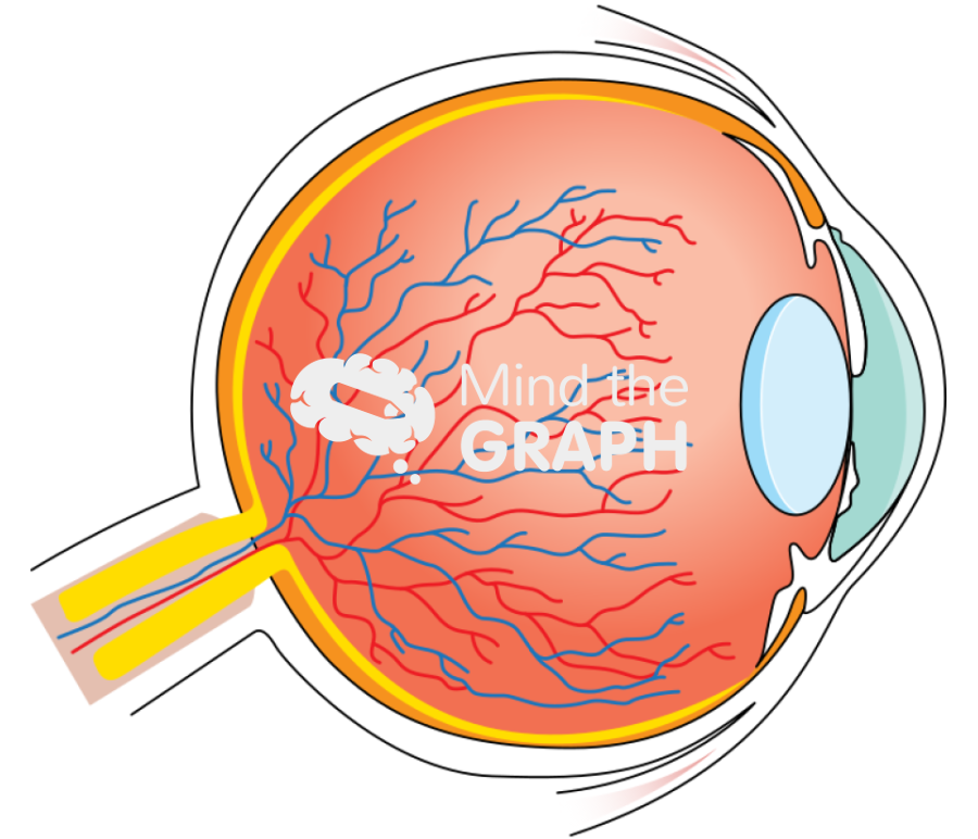 Eye side cut Icons, Symbols, Pictures, and Images