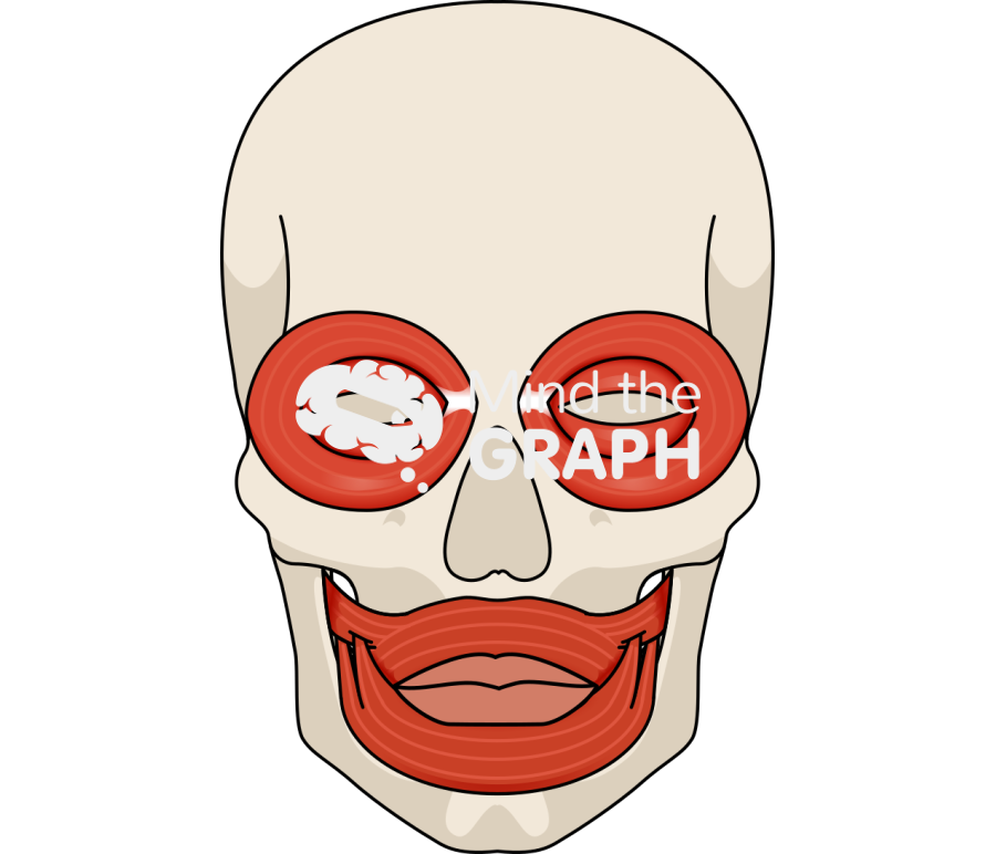 Face human cranium muscles orbicularis Icons, Symbols, Pictures, and Images
