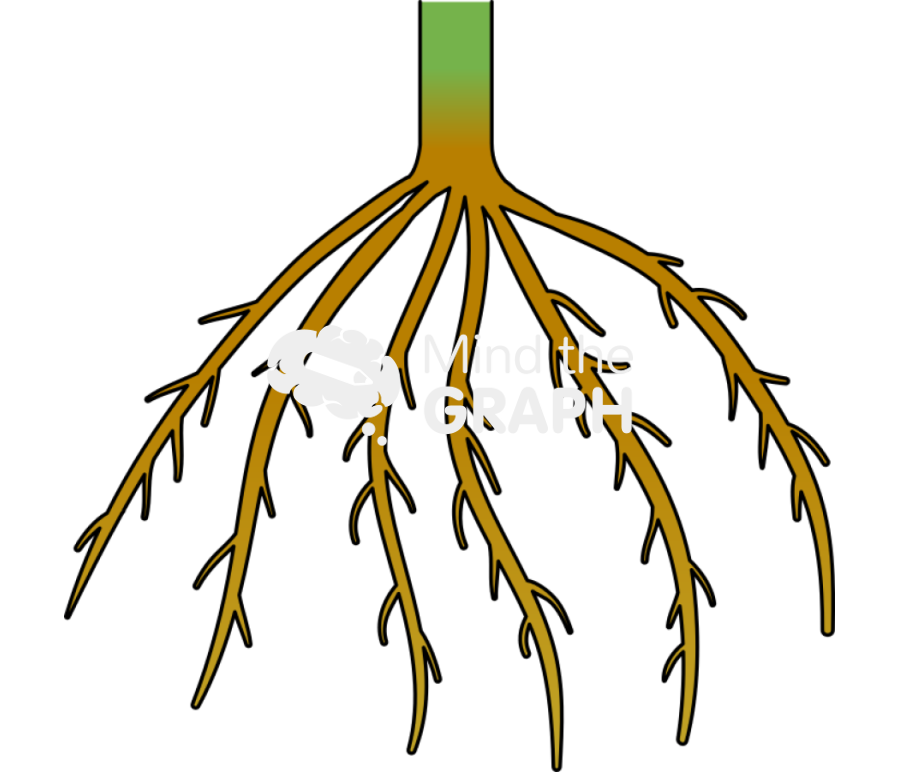 Fasciculated root Icons, Symbols, Pictures, and Images