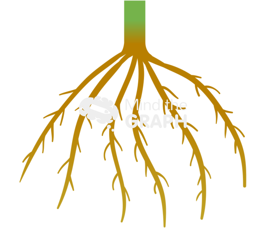 Fasciculated root Icons, Symbols, Pictures, and Images