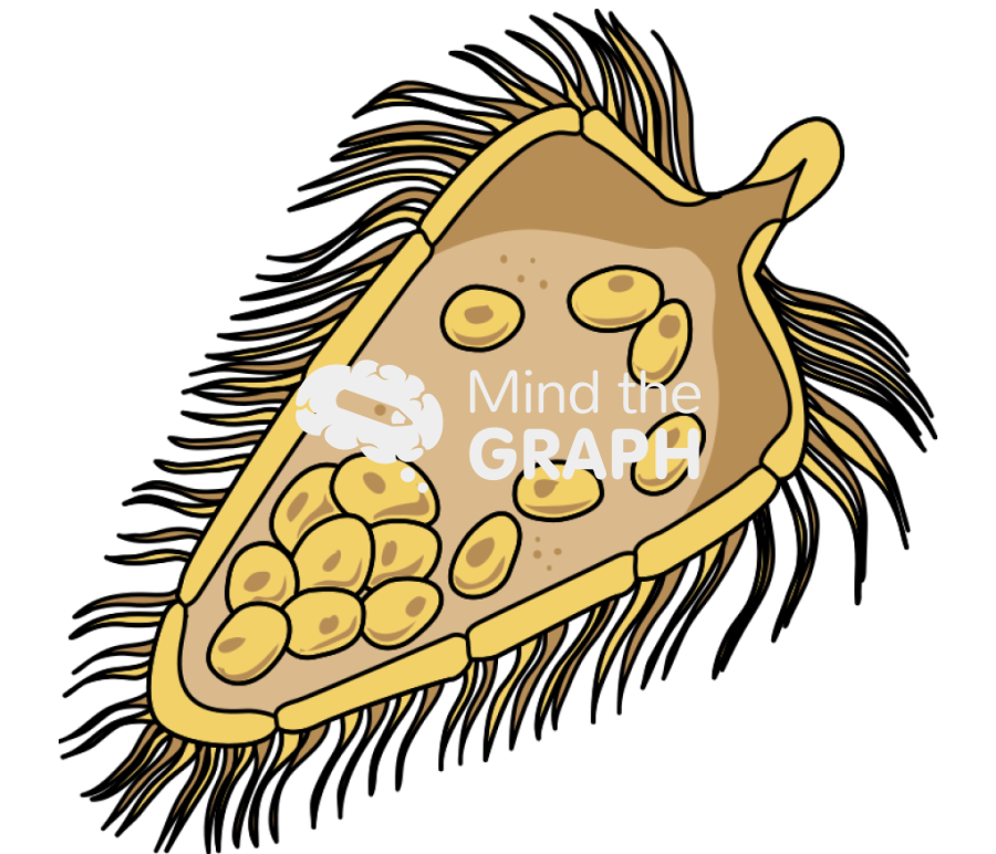 Fasciola hepatica myracidium Icons, Symbols, Pictures, and Images