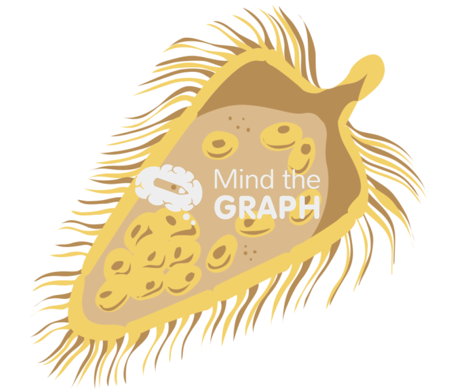 Fasciola hepatica myracidium Icons, Symbols, Pictures, and Images