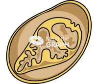 Fasciola hepatica unembryonated egg - Edit and Customize Icons of Fasciola hepatica unembryonated egg Fasciola hepatica unembryonated egg Icons, Symbols, Pictures, and Images