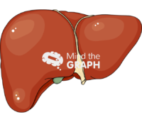 Fatty liver Icons, Symbols, Pictures, and Images
