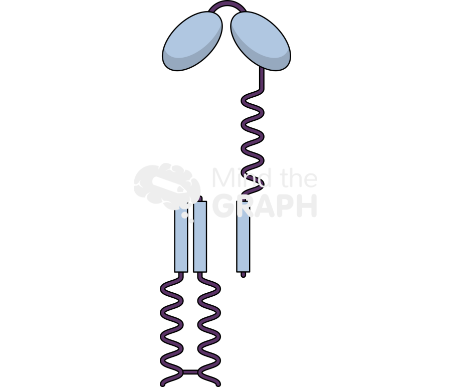 Fc receptor 3 Icons, Symbols, Pictures, and Images