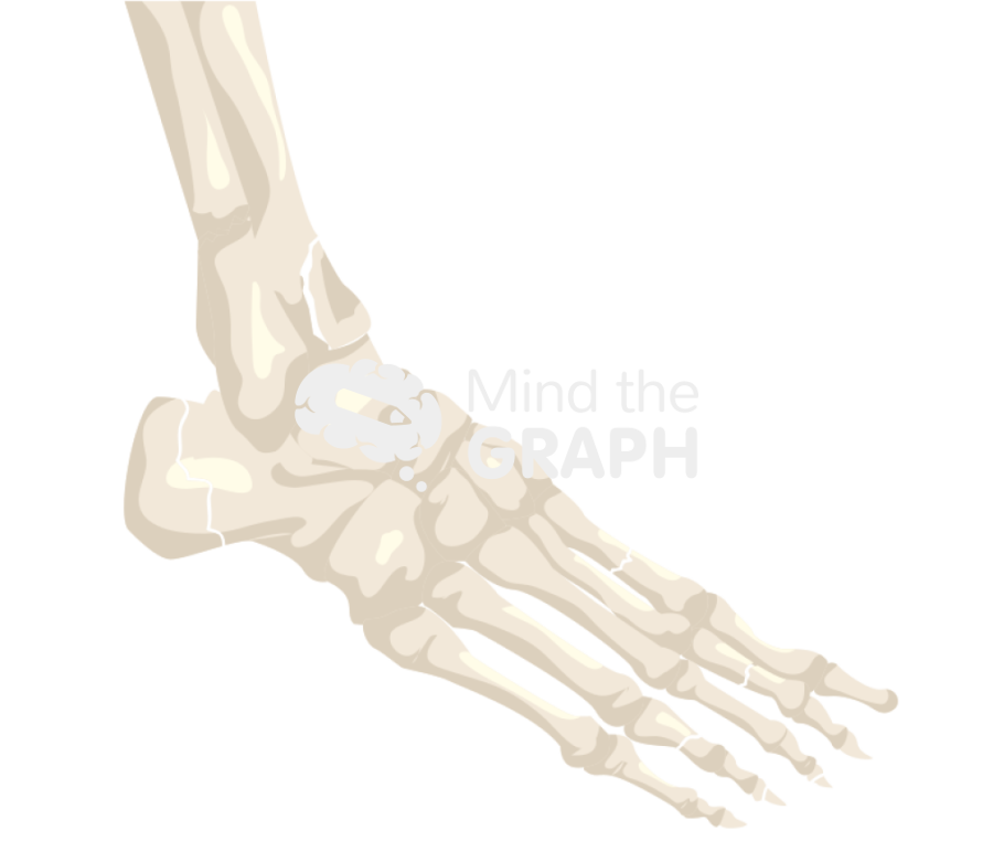 Feet fractures only bones Icons, Symbols, Pictures, and Images