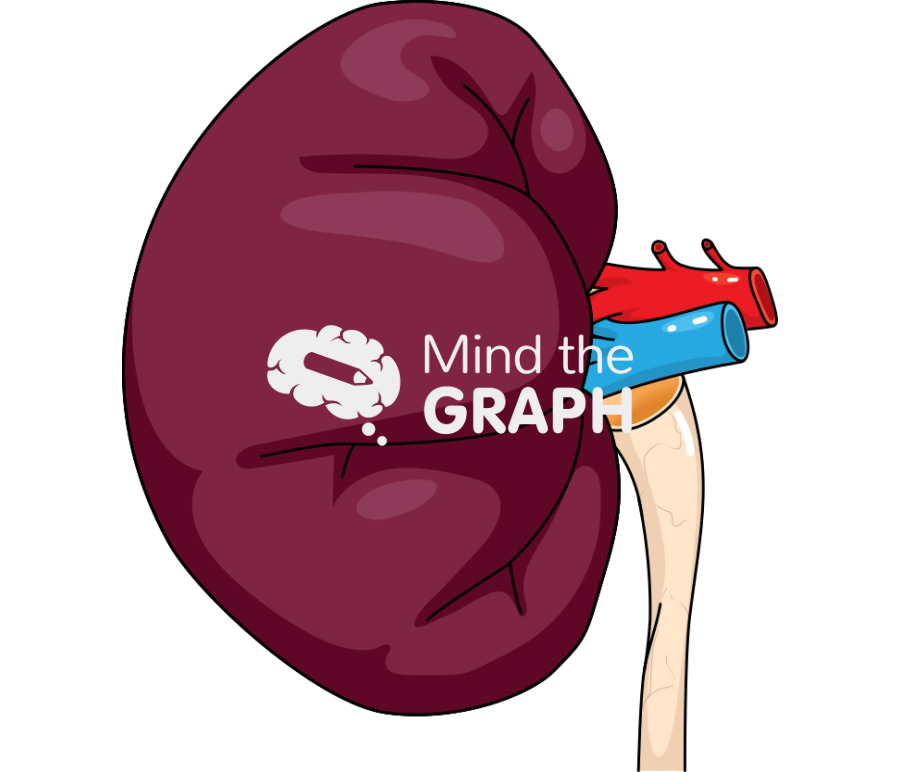 Feline kidney lateral Icons, Symbols, Pictures, and Images