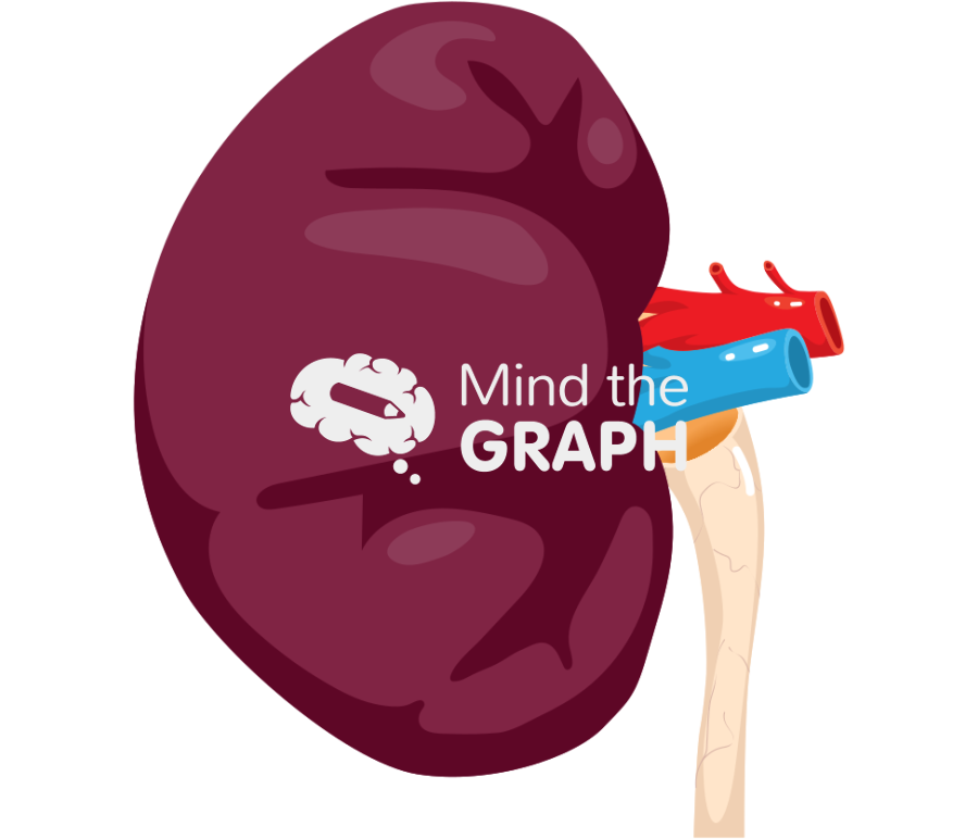 Feline kidney lateral Icons, Symbols, Pictures, and Images