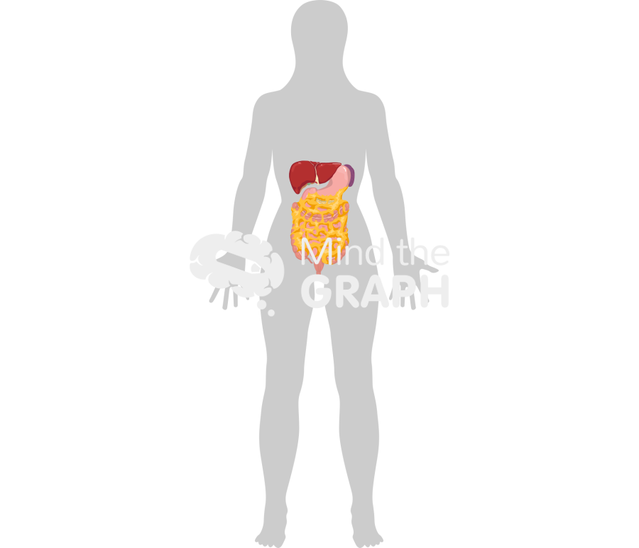 Female digestive system omentum shape front Icons, Symbols, Pictures, and Images