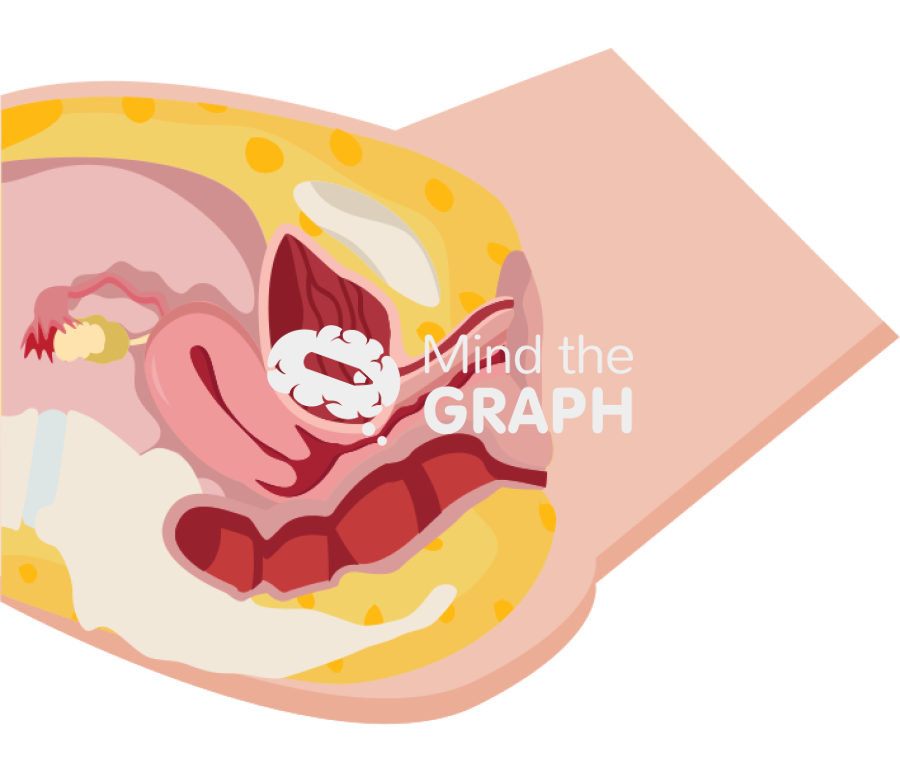 Female intestine reproductive system longitudinal cut Icons, Symbols, Pictures, and Images
