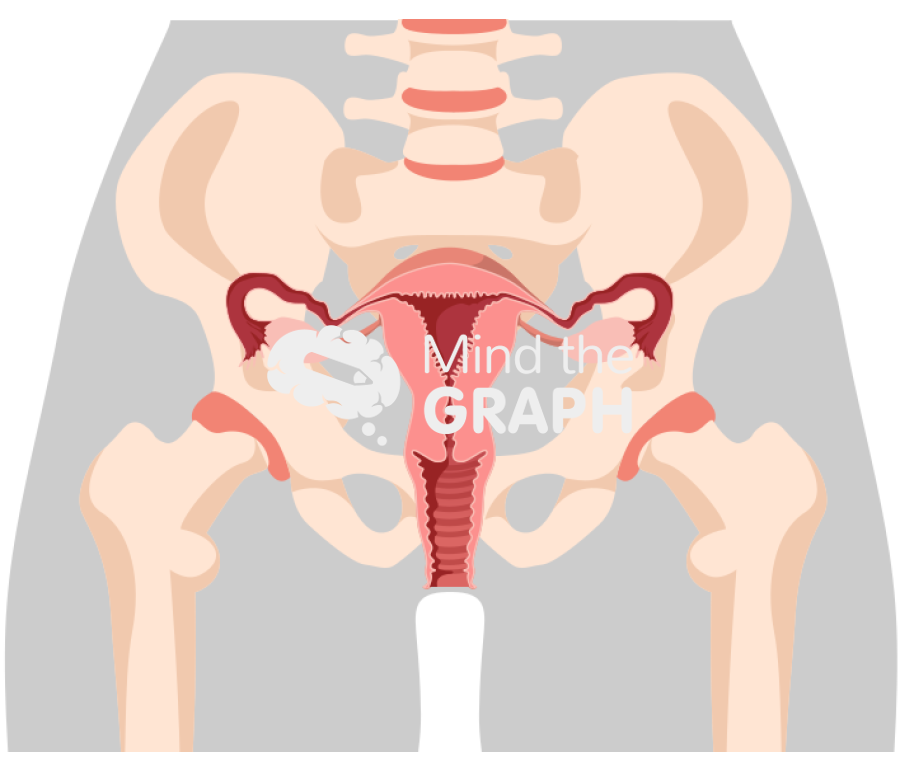 Female reproductive system cut bone shape front Icons, Symbols, Pictures, and Images