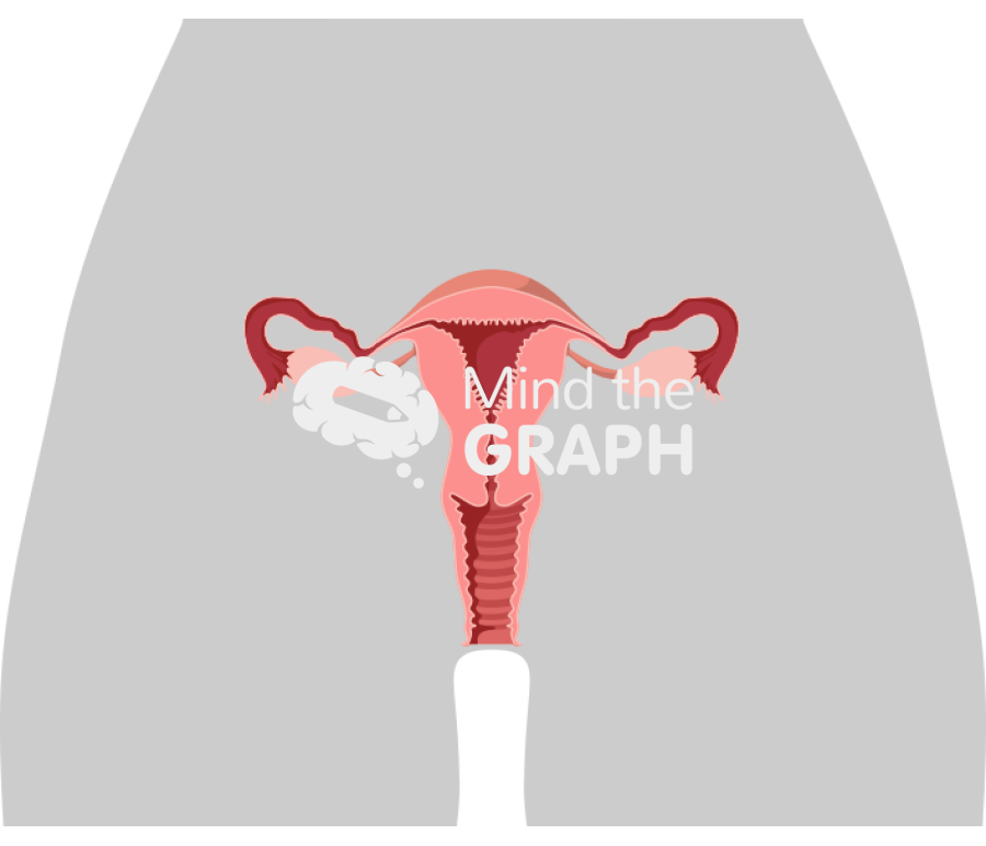 Female reproductive system cut shape front Icons, Symbols, Pictures, and Images