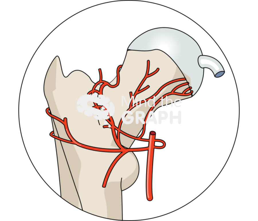 Femoral head vessel anatomy zoom Icons, Symbols, Pictures, and Images