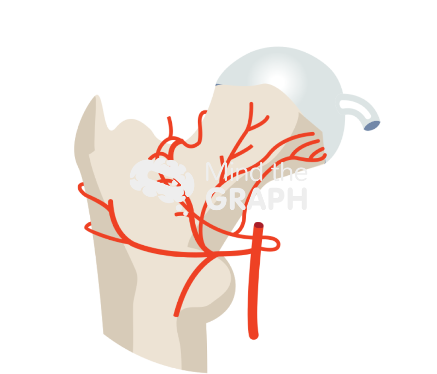 Femoral head vessel anatomy zoom Icons, Symbols, Pictures, and Images